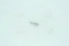 Автолампа W1,2W W2x4,6d 1,2W прозора NARVA 17037CP (фото 1)